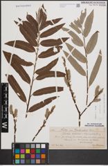 Foto von Salix cinerea L. x Salix viminalis L.